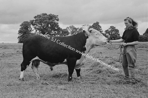 HEADFORD HOUSE  PEDIGREE HEREFORD BULL